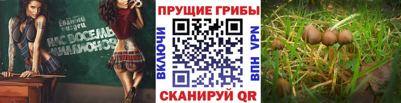 KRAKEN онион Агидель Псилоцибиновые грибы мицелий
